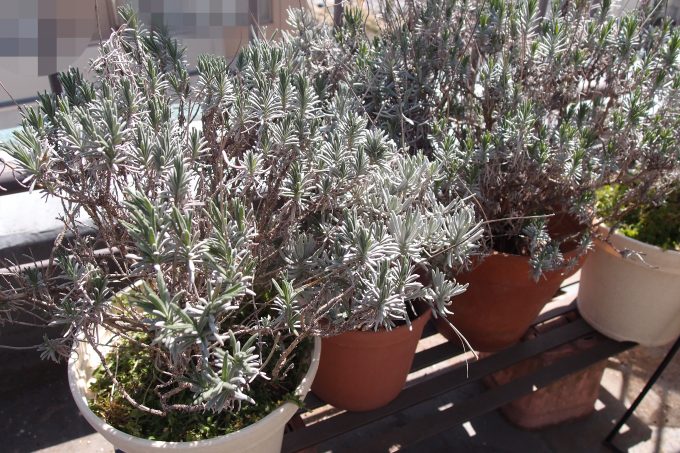 挿し木ラベンダーのその後（8年目）～開花シーズンに向けて、植え替えをしました。